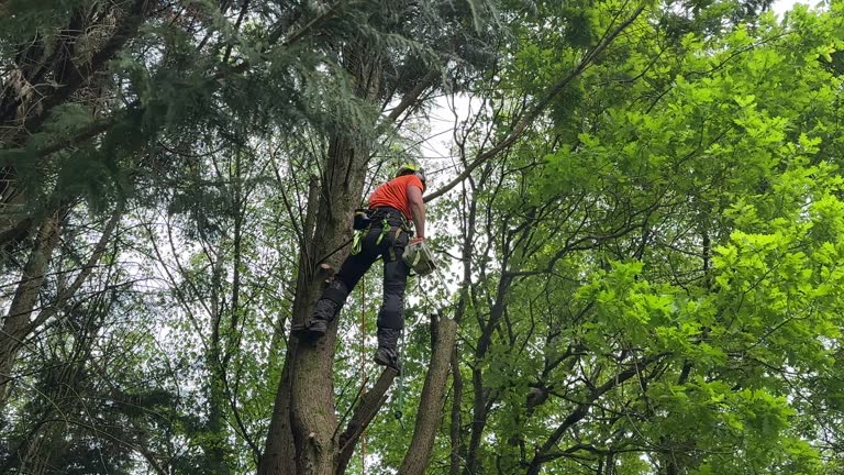 Best Tree Trimming and Pruning  in Chillum, MD