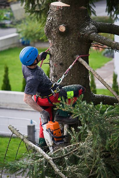 Tree and Shrub Care in Chillum, MD