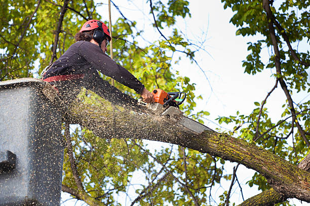 How Our Tree Care Process Works  in  Chillum, MD